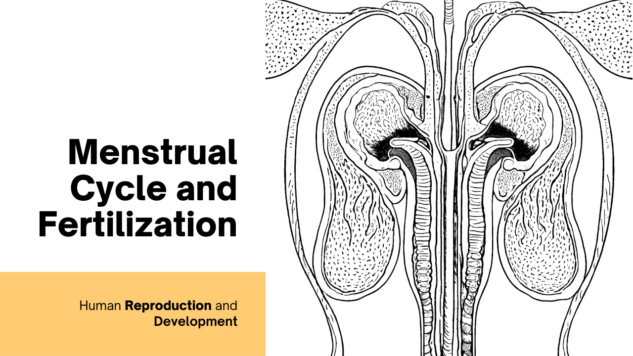 The Menstrual Cycle and Fertilization